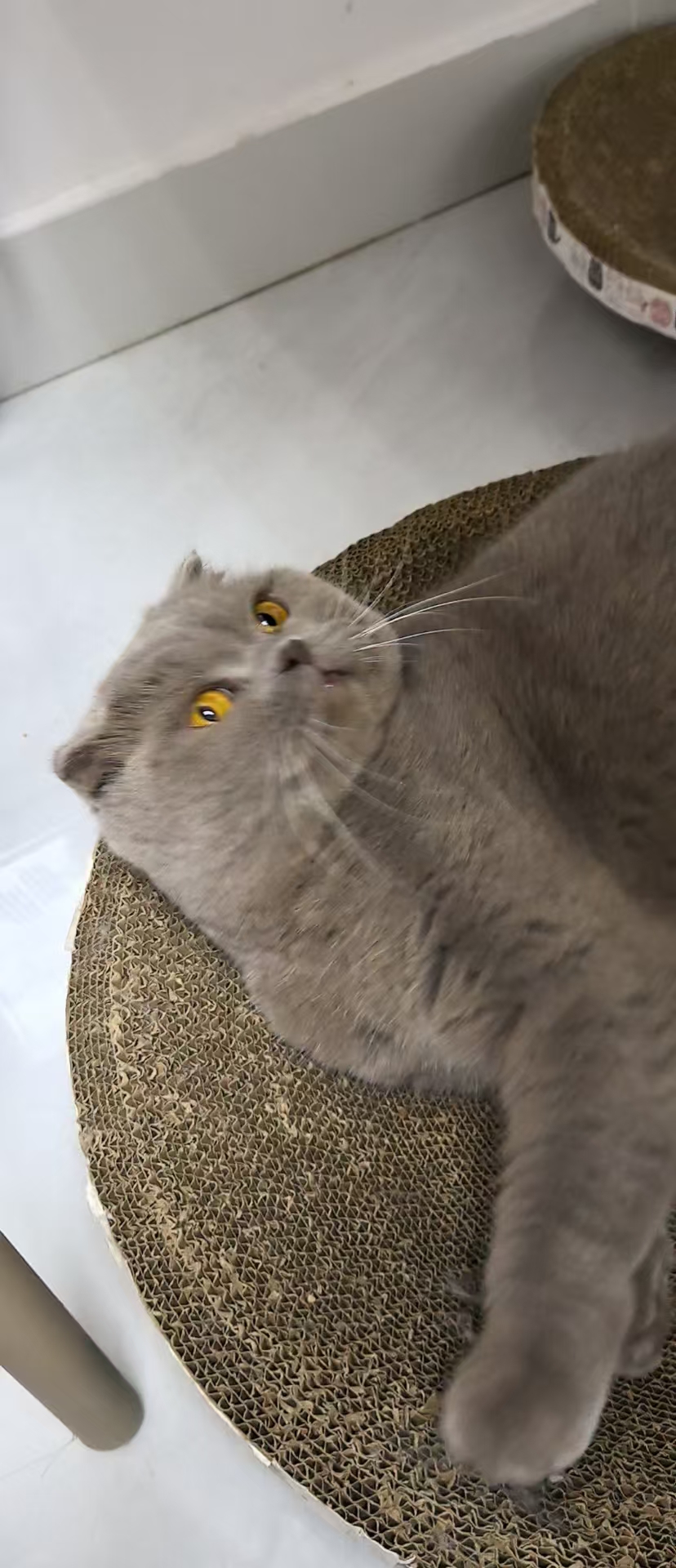 蓝猫弟弟七岁，活泼可爱，性格温顺免费领养哦，有喜欢的可以扣我哦